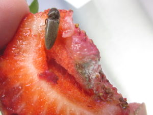 Figure 3. Click beetle feeding on ripe strawberry fruit. 