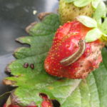 Figure 2. Yellow striped army worm feed on strawberry fruit.