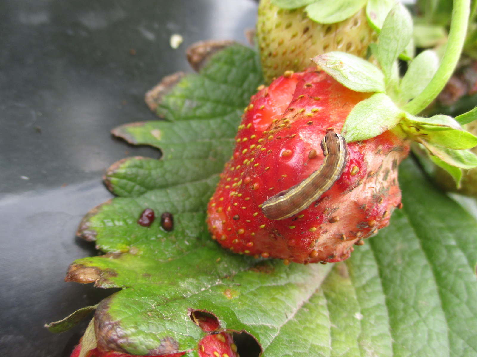 Yellow Strawberries