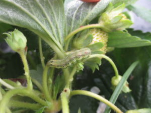 Figure 1. Beet armyworm on a strawberry plant. 