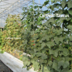 Figure 3. Cucumber cultivar Taurus were grown in the front, cultivar Corinto was grown in the back.