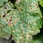 Bacterial spot can cause mostly light colored angular lesions on pumpkin leaves.
