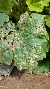 Bacterial spot can cause mostly light colored angular lesions on pumpkin leaves. 