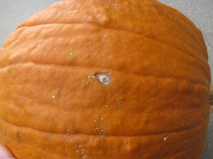 Bacterial spot of pumpkin can cause necrotic lesions on pumpkin fruit. 