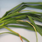 Anthracnose of garlic, a new disease to Indiana, may cause sunken, orange lesions on scapes.