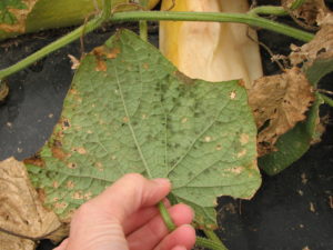 Downy mildew of cucumber causes a fungal-like growth on the underside of the leaves in moist conditions.