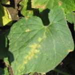 Downy mildew of cucumber can be recognized by the yellow angular lesions on the top of the leaf.