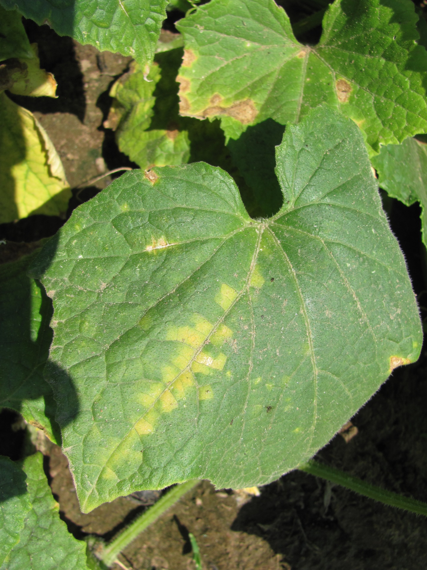 Downy Mildew of Cucurbits in Michigan | Purdue University Vegetable ...