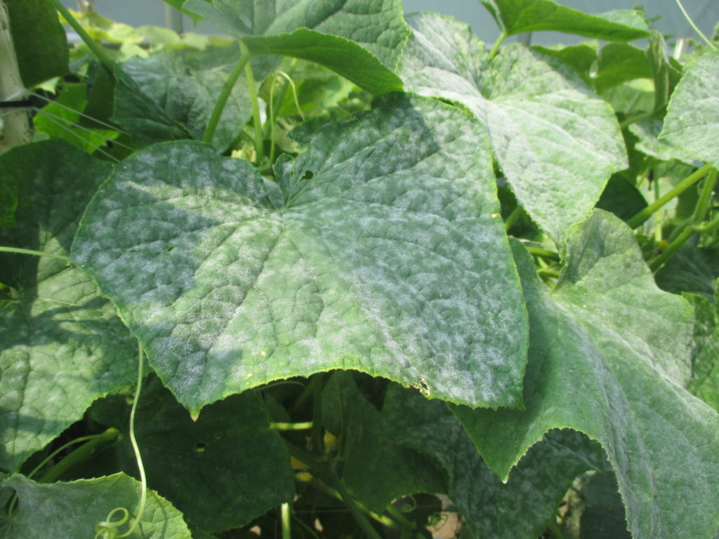 Variety Selection is Important for Managing Cucumber Powdery Mildew in High Tunnels Purdue
