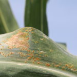 Southern rust pustules on corn leaf, and chlorosis on the underside of the leaves. Pustules generally form and erupt on upper surface. (Photo Credit: A. Sisson, Iowa State University