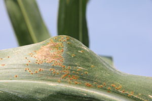 Southern rust pustules on corn leaf, and chlorosis on the underside of the leaves. Pustules generally form and erupt on upper surface. (Photo Credit: A. Sisson, Iowa State University 