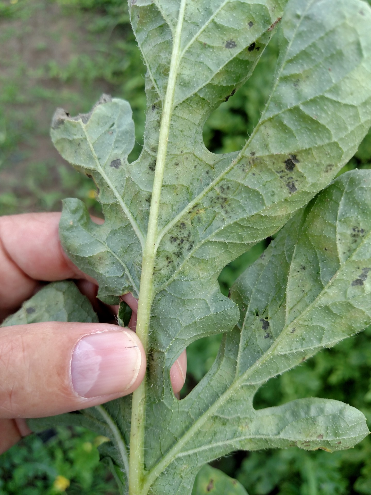 downy-mildew-of-watermelon-was-observed-in-indiana-purdue-university