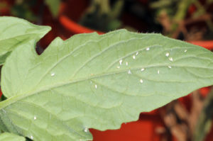 Whiteflies on tomato leaf.