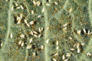 Figure 2: Whiteflies on cucumber leaf.