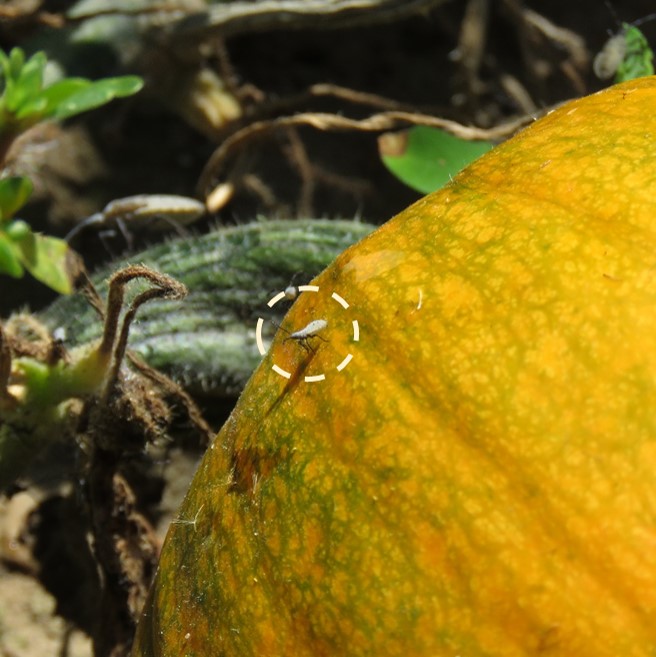 Do You Need To Squash Those Bugs On Your Pumpkins Purdue University Vegetable Crops Hotline,Patty Pan Squash How To Cook