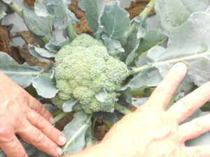 Figure 1. Broccoli grow leaves in the head. A response toward heat stress (Pictures was provided by ANR educator Luis A. Santiago) 