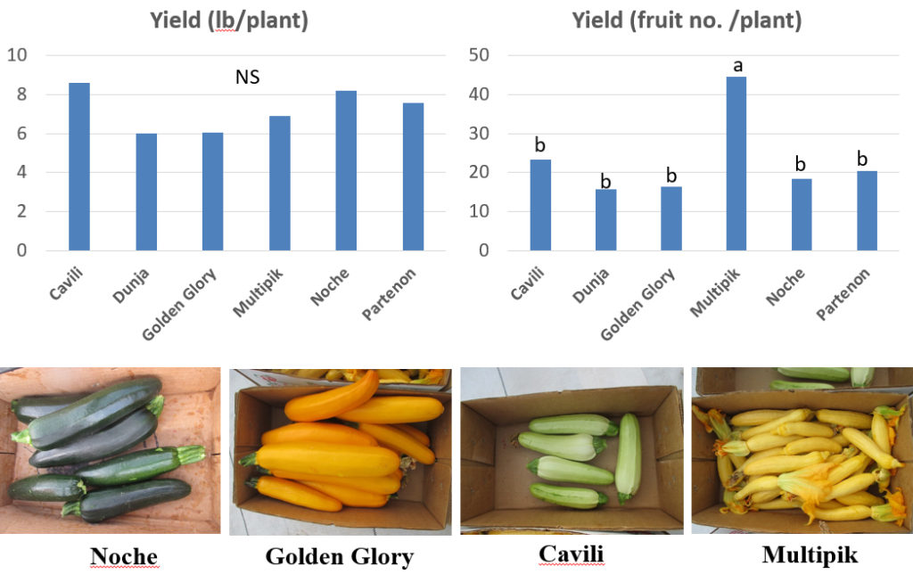 Summer Squash Cultivar Selection for High Tunnel Production Purdue