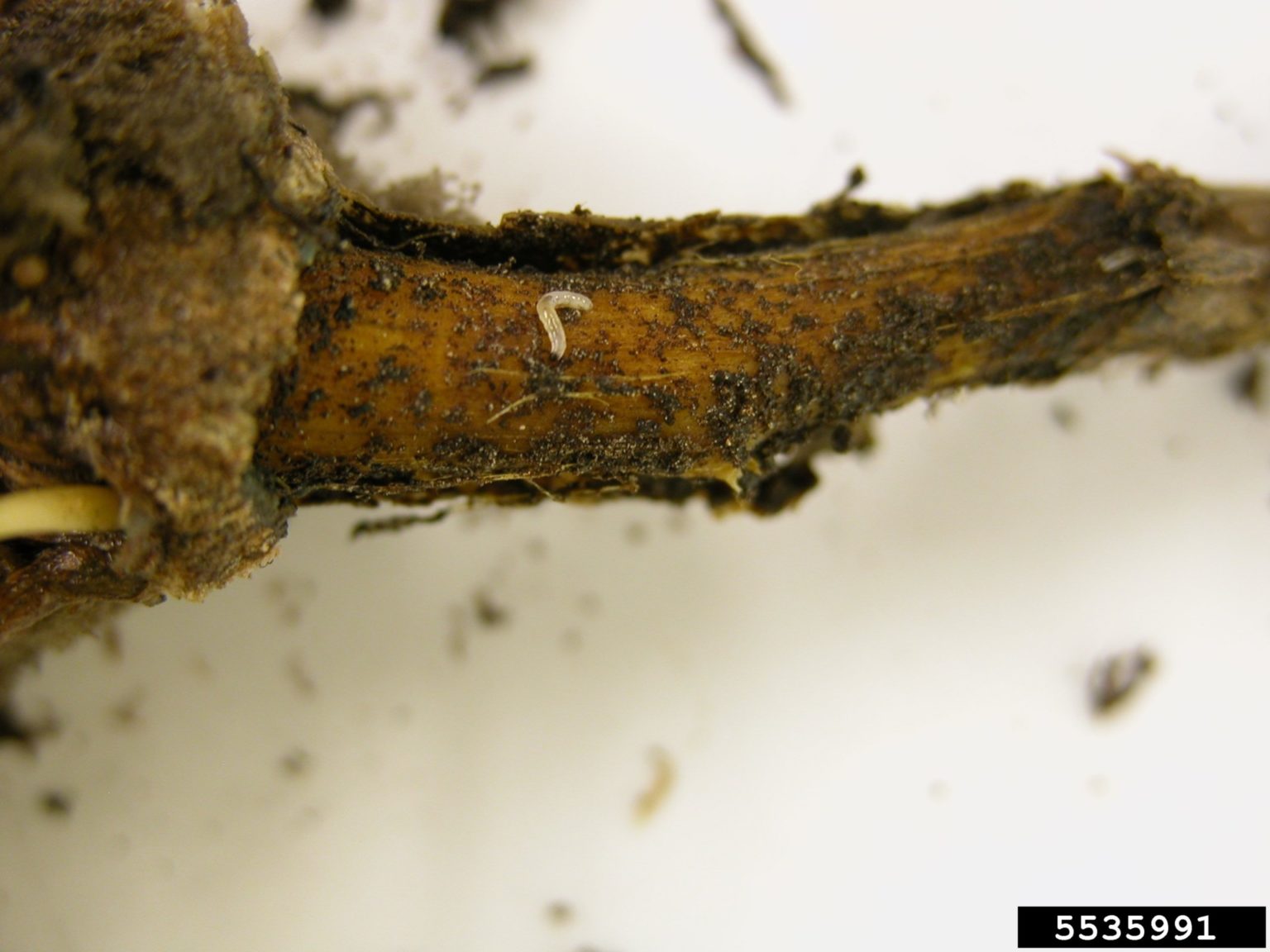 Proper Watering Prevents Problems with Fungus Gnats Purdue University