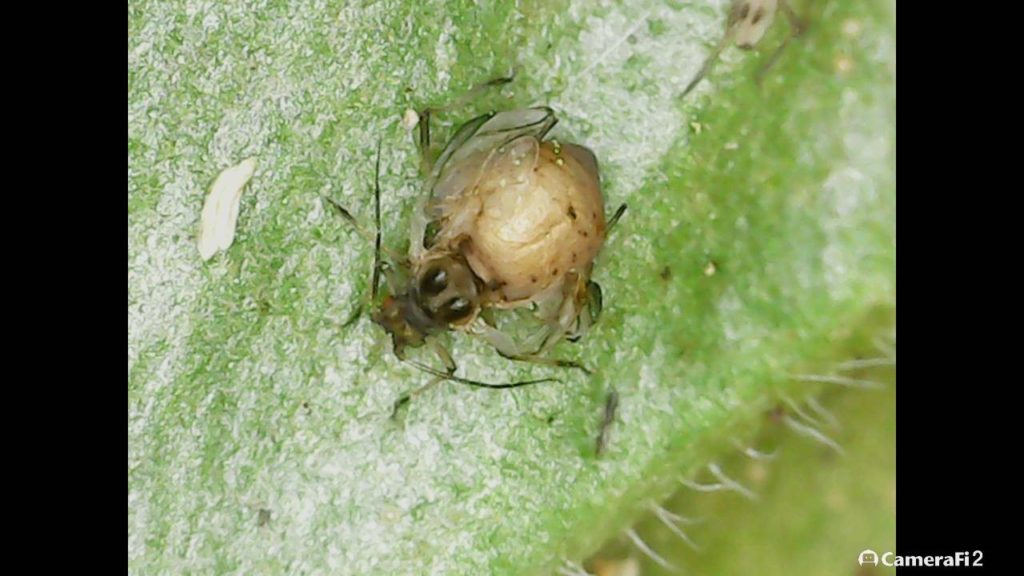 Overwintering Pests Purdue University Vegetable Crops