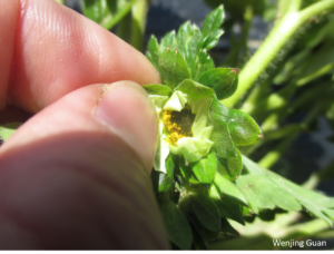 Figure 2. Cold damage on 'Popcorn' stage strawberry flowers.