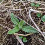 Figure 1. Overwintered Canada thistle shoots emerge in April in central Indiana.