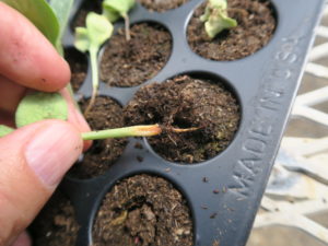 Figure 2. Damping-off lesions, such as for this watermelon seedling, typically begin at soil level.