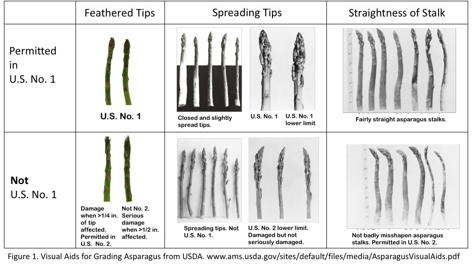 Asparagus Harvest and Grading Purdue University Vegetable Crops Hotline