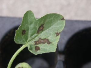 Figure 3. Anthracnose lesions on watermelon often appear jagged.