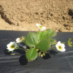 Figure 1. Strawberry flowers were killed by frost.