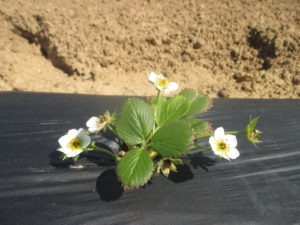 Figure 1. Strawberry flowers were killed by frost. 