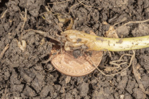 Figure 2. Maggot in young onion transplant with a penny referenced for size. Photo by John Obermeyer.