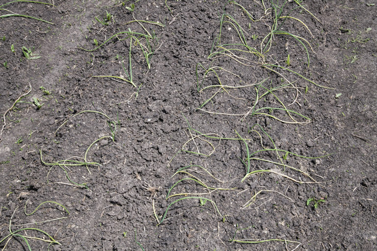 Seedling Damage by Maggot Pests | Purdue University Vegetable Crops Hotline