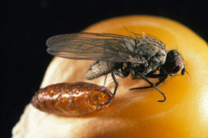 Figure 5. Pupal case and adult seed corn maggot fly, Delia platura. Photo by John Obermeyer.