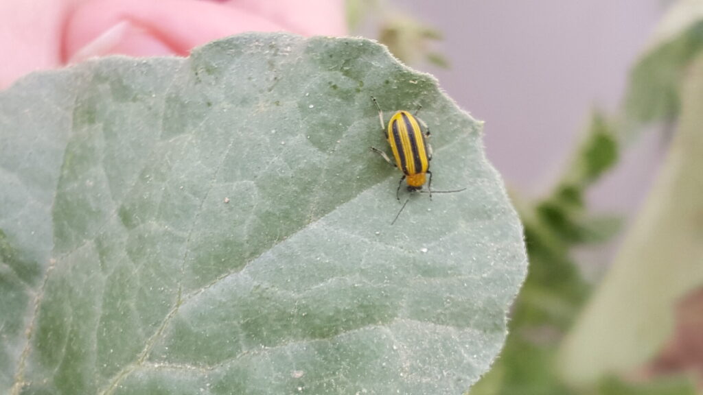 Striped Cucumber Beetles: A New Guide Reviews Management Options for Vexing  Cucurbit Pests