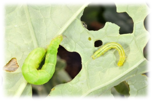 Stay Ahead of Caterpillars in Your Crucifers! | Purdue University ...