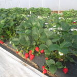 Figure 1. Strawberries are growing in a high tunnel.