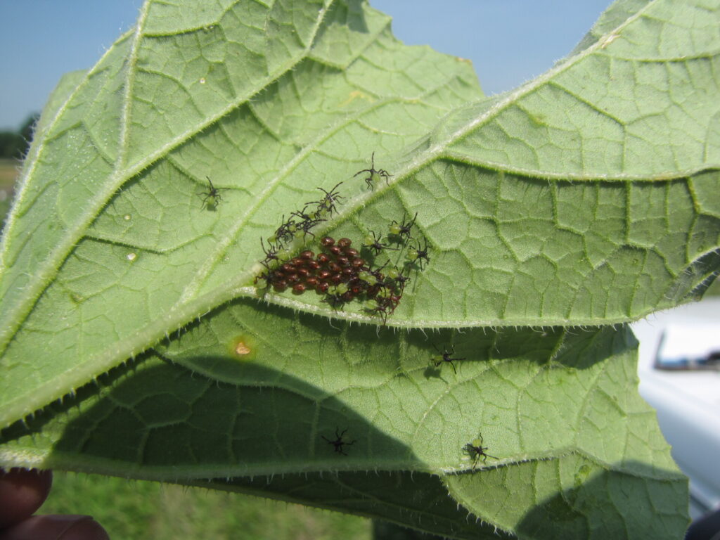 Now is the Time to Treat Squash Bugs Purdue University Vegetable
