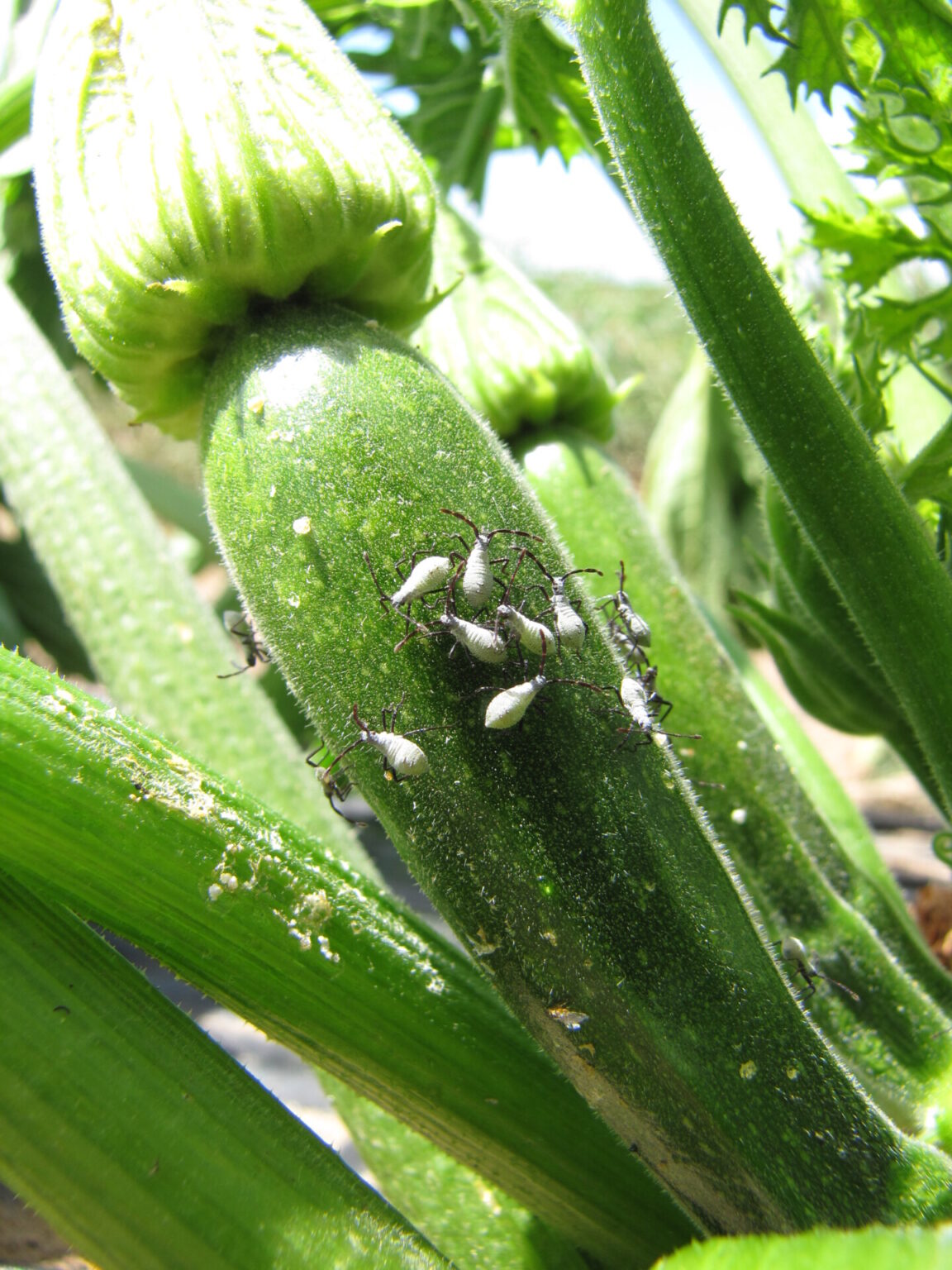 Now is the Time to Treat Squash Bugs Purdue University Vegetable