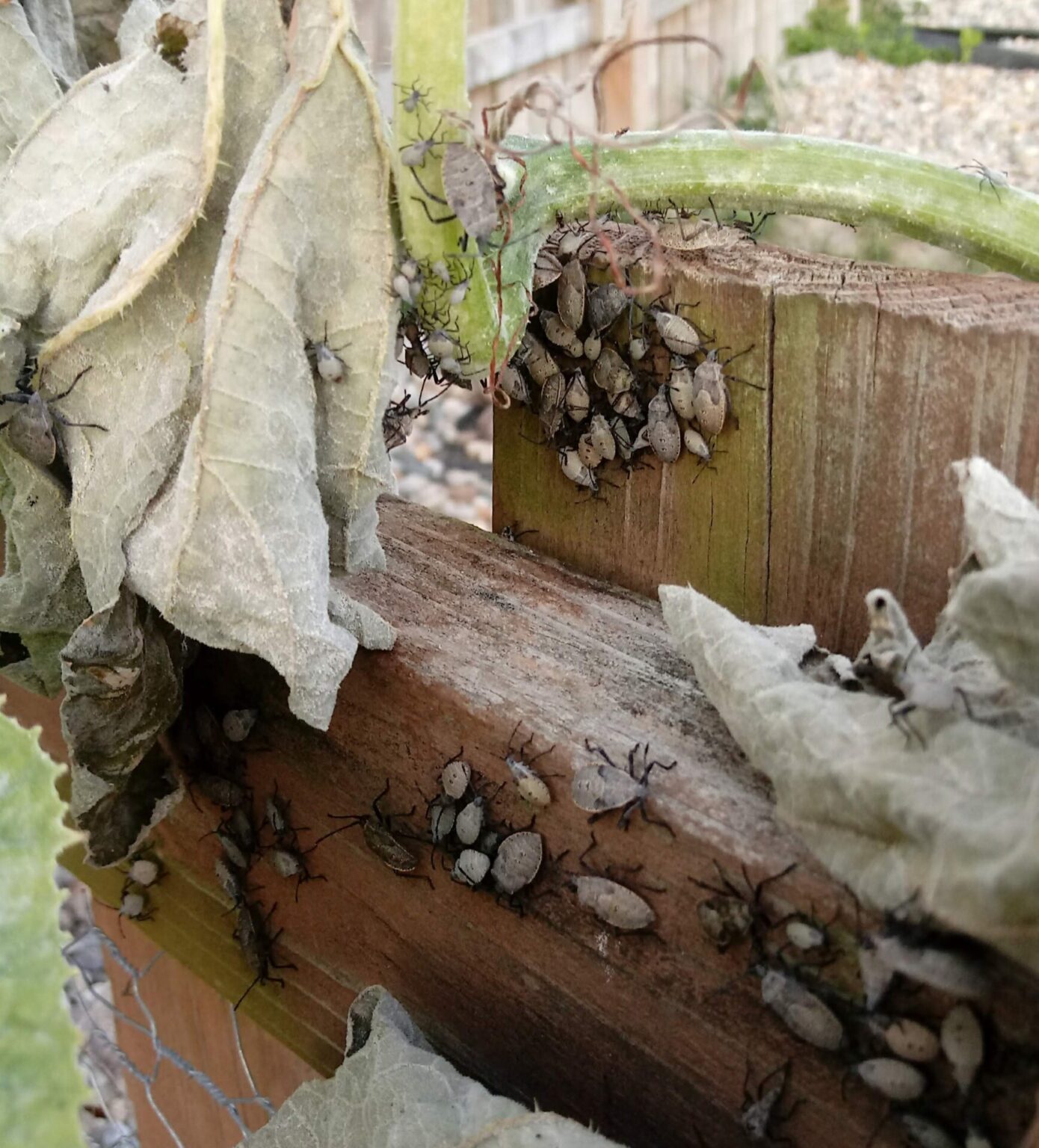 Now is the Time to Treat Squash Bugs Purdue University Vegetable