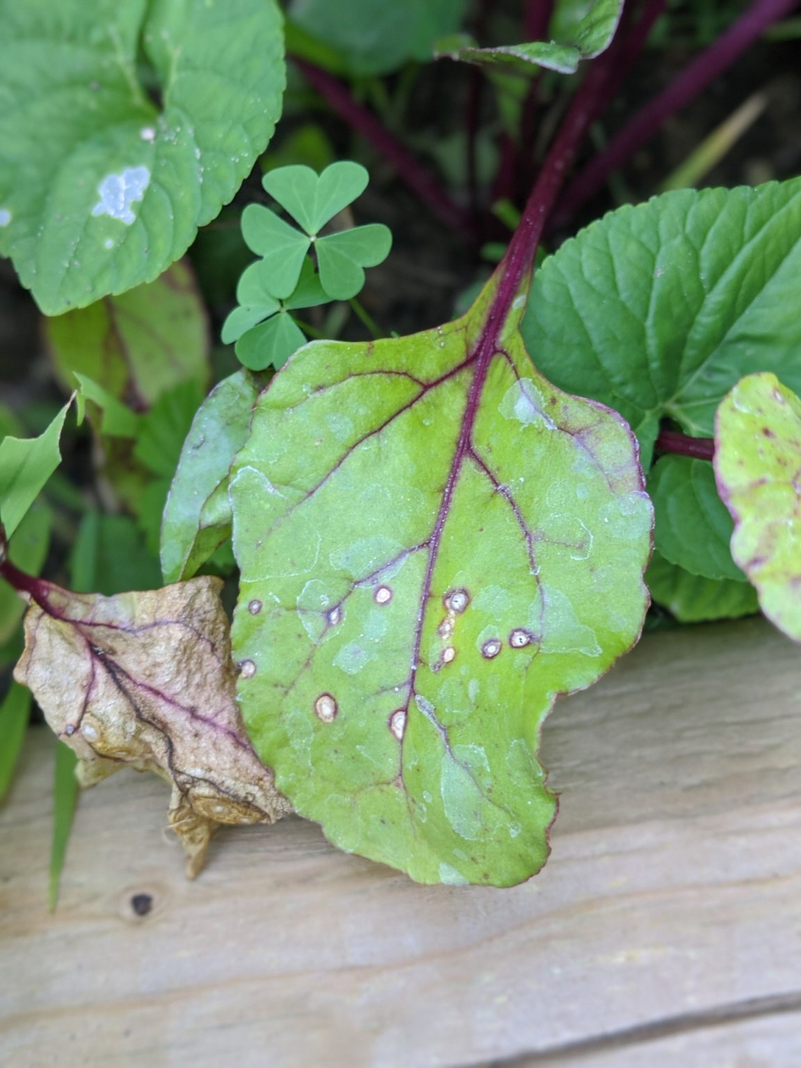 Cercospora Leaf Spot of Beet Purdue University Vegetable Crops Hotline