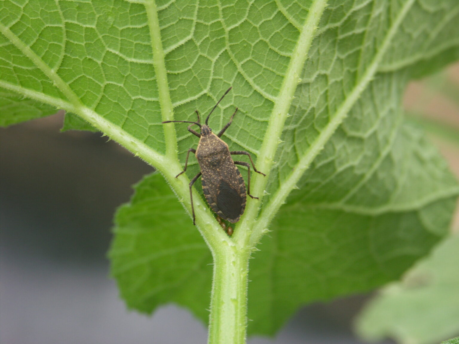 Now is the Time to Treat Squash Bugs Purdue University Vegetable