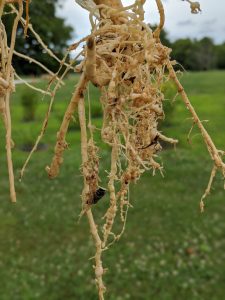 Figure 1: Root knot nematode damage on watermelon includes the galls on the roots seen here. The vines may be stunted and the yields may be reduced.