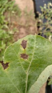 Anthracnose of watermelon