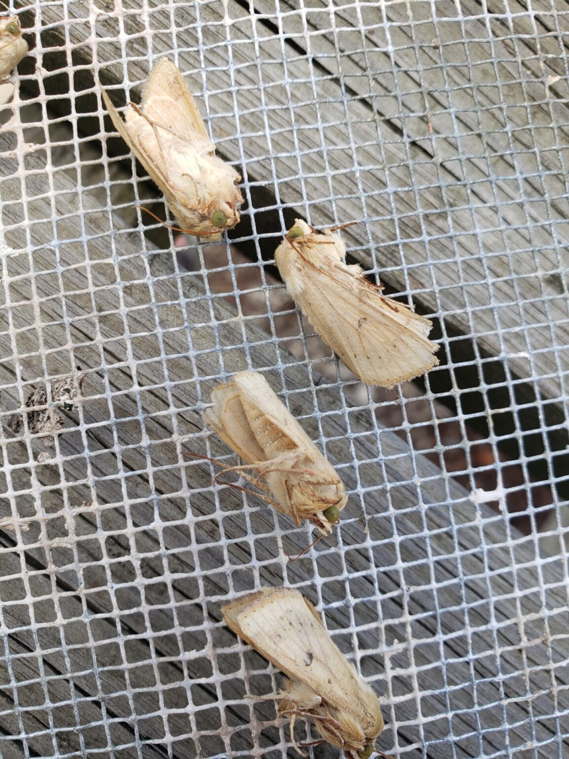 Corn Earworm Trapping Update Purdue University Vegetable Crops Hotline