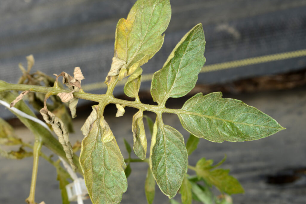 Mites on the Rise | Purdue University Vegetable Crops Hotline