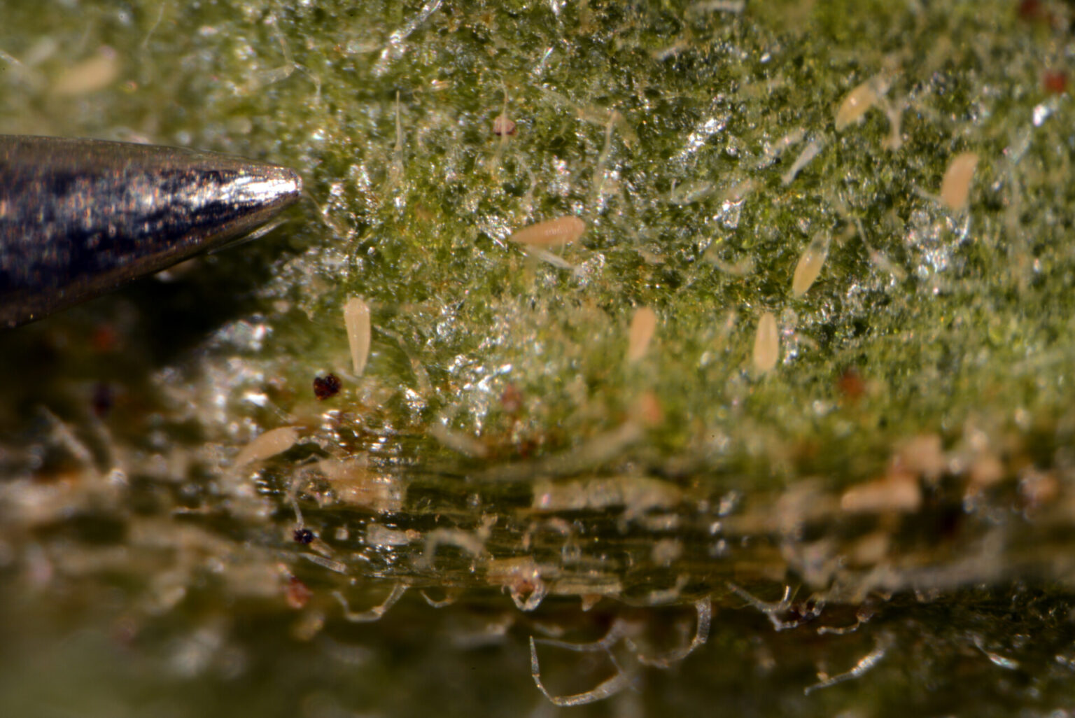 Mites on the Rise Purdue University Vegetable Crops Hotline