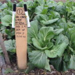 Bok choy with wooden stake.