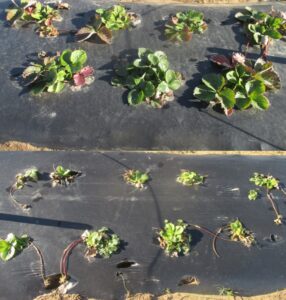 Figure 3. Cultivar Liz grown with (top) and without (bottom) low tunnel. Photo was taken on Jan 2. 