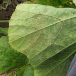 Figure 2: During or shortly after moist conditions, downy mildew of pumpkin will cause a fuzzy-like fungal growth on the underside of the leaf.