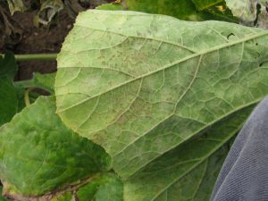 Figure 2: During or shortly after moist conditions, downy mildew of pumpkin will cause a fuzzy-like fungal growth on the underside of the leaf.